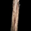 Asse in legno grezzo di castagno segato da tronco H313 L79-70 P8 Sabby - XLAB  Design