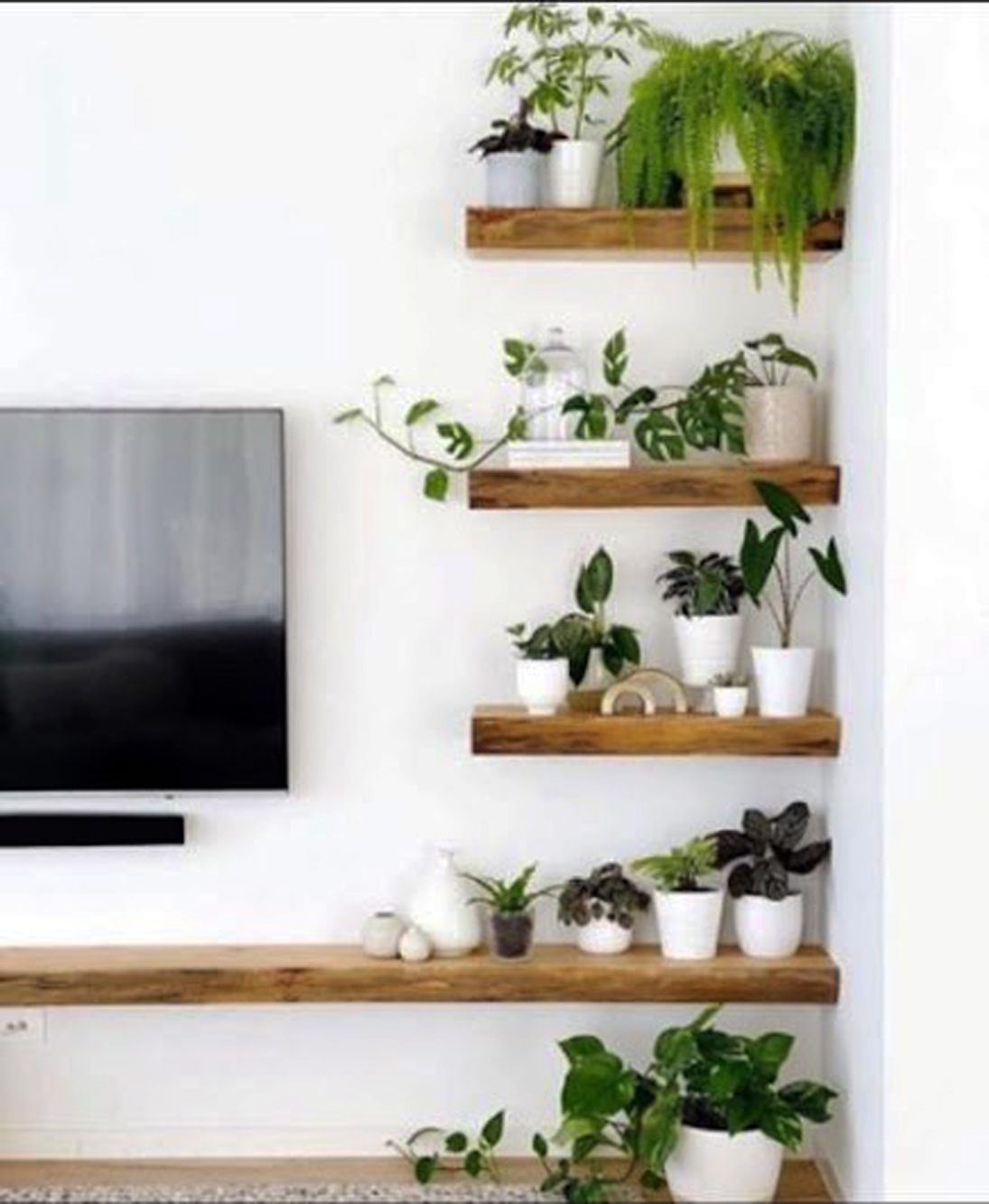 Una cucina con mensole in legno e piante a parete.